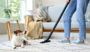 homeowner vacuuming pet hair from living room carpet in a family home
